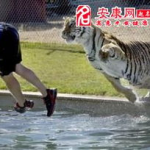 梦见被老虎追,揭秘老虎追逐下的惊悚之夜