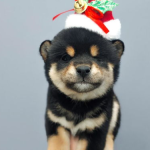 柴犬和秋田犬的区别,探寻两种日本犬种的独特魅力