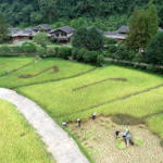 稻田娱乐区,田园风光中的欢乐天地