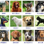 宠物狗的种类,类型狗与工作狗的多样世界