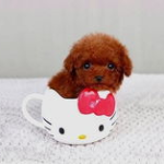 茶杯犬寿命多长,了解其平均寿命及影响因素